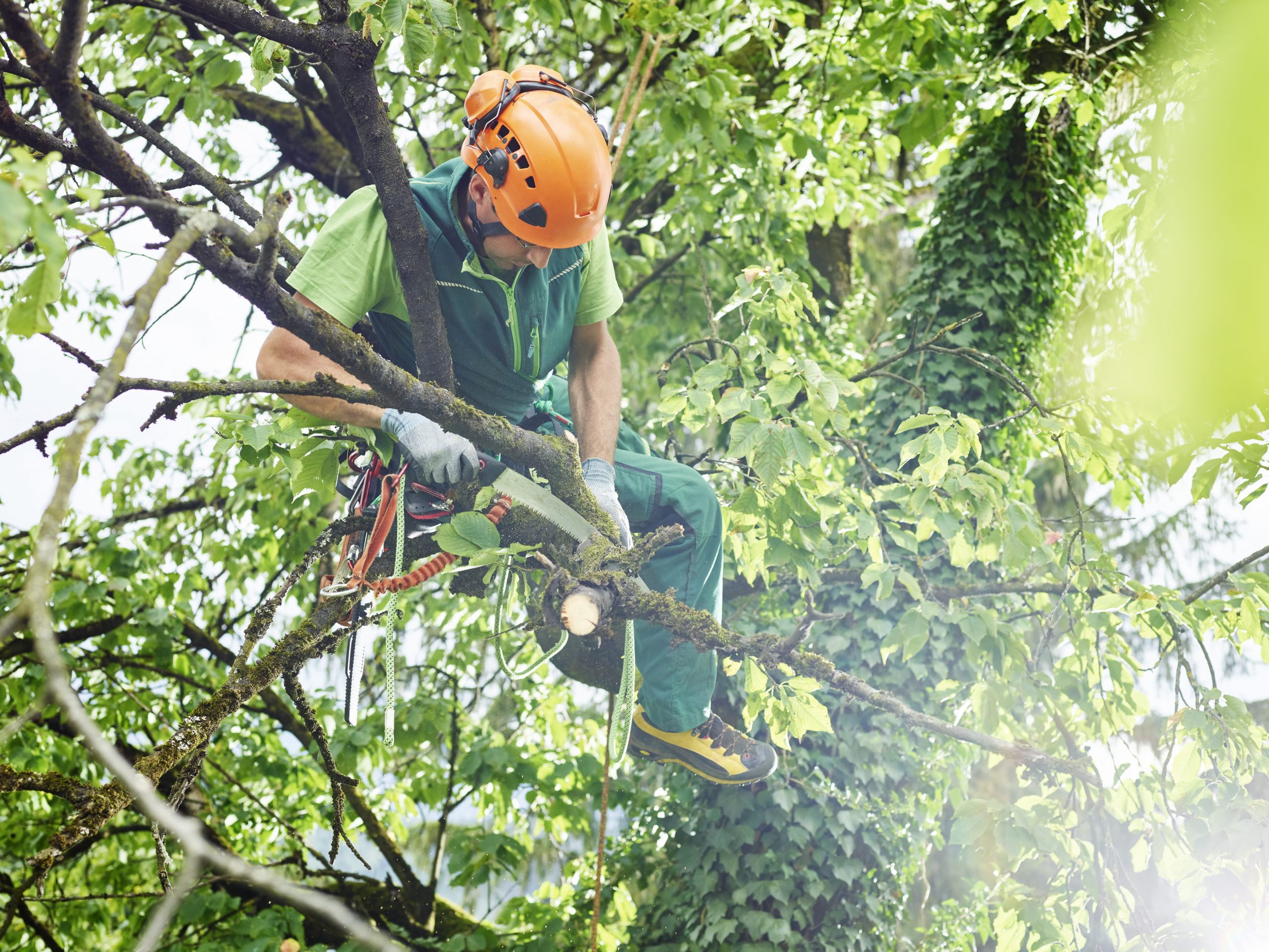 Peuton abattre un arbre sans autorisation ? Notre Guide (2022)